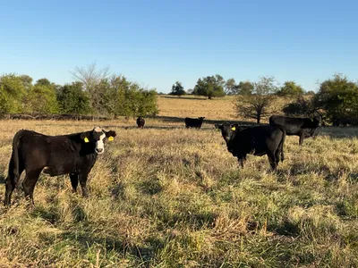 cattle listing photo