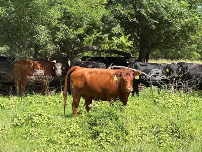 cattle listing photo