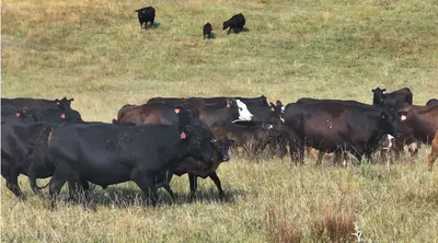 cattle listing photo