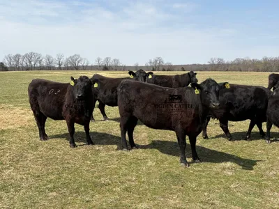cattle listing photo