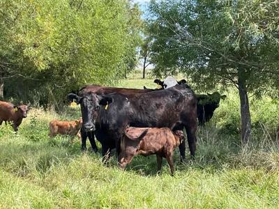 cattle listing photo