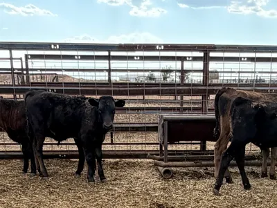 cattle listing photo