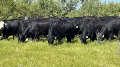 cattle listing photo