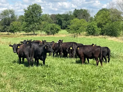 cattle listing photo