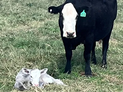 cattle listing photo