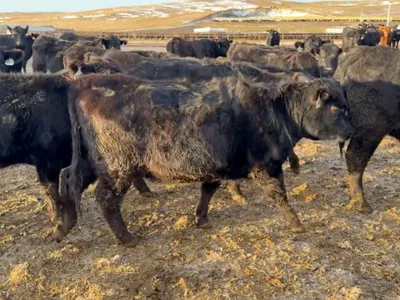 cattle listing photo