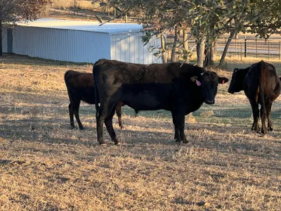 cattle listing photo