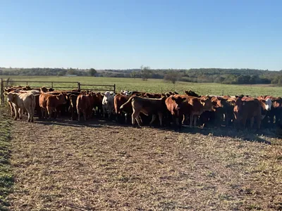 cattle listing photo