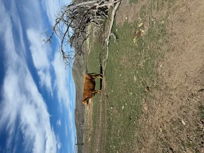 cattle listing photo