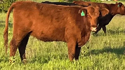 cattle listing photo