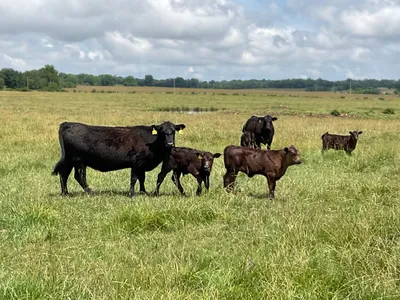 cattle listing photo