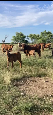 cattle listing photo