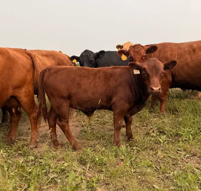 cattle listing photo