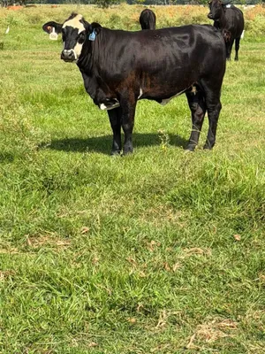 cattle listing photo