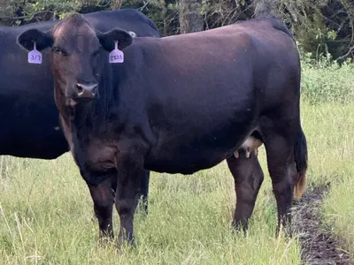 cattle listing photo