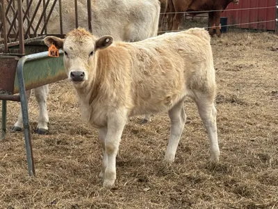 cattle listing photo