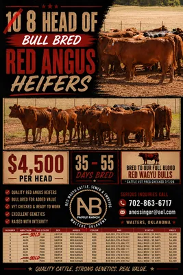 cattle listing photo