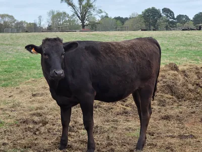 cattle listing photo