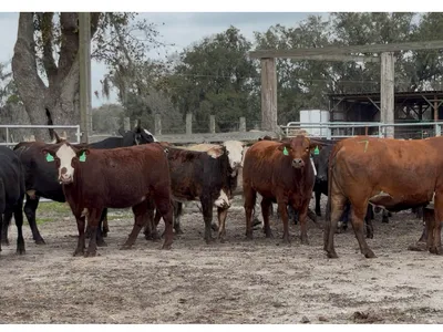 cattle listing photo