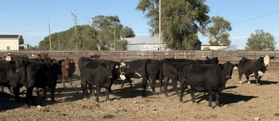 cattle listing photo