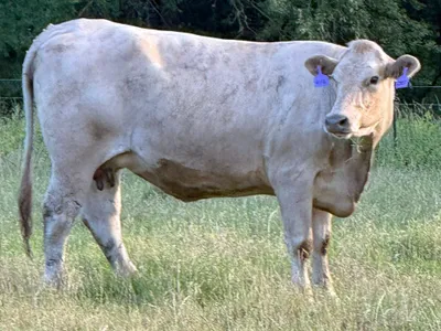 cattle listing photo