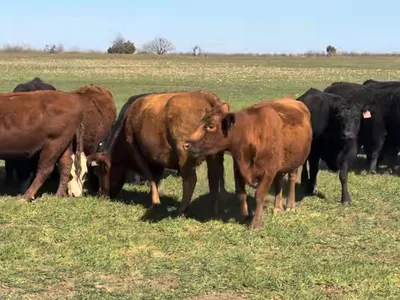 cattle listing photo
