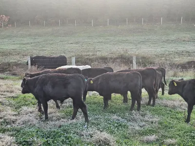 cattle listing photo