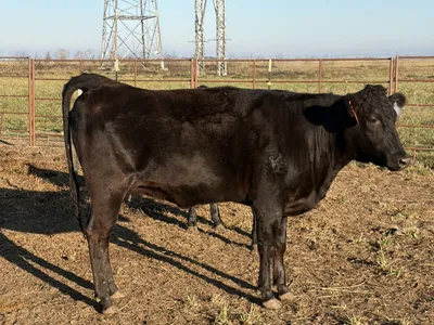 cattle listing photo