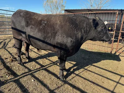 cattle listing photo