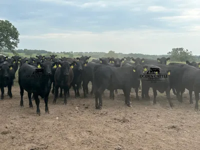 cattle listing photo