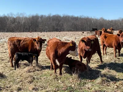 cattle listing photo