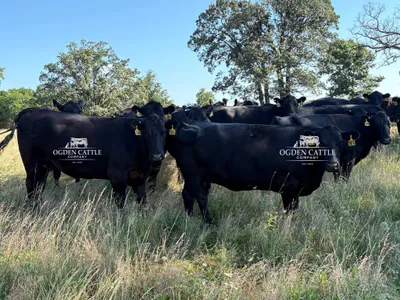 cattle listing photo