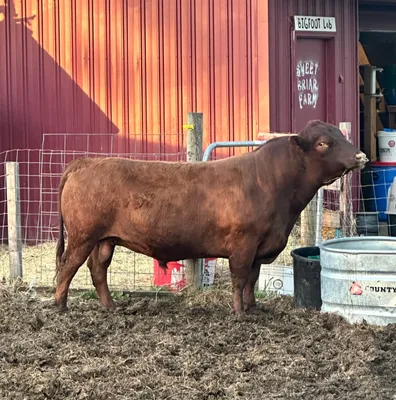 cattle listing photo