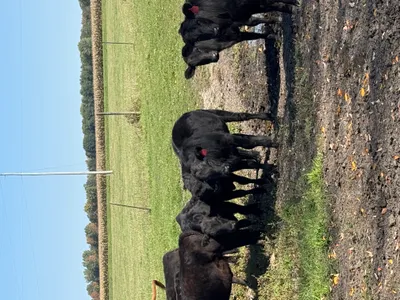 cattle listing photo