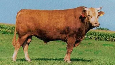 cattle listing photo