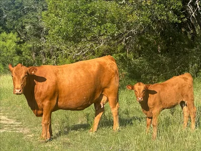 cattle listing photo