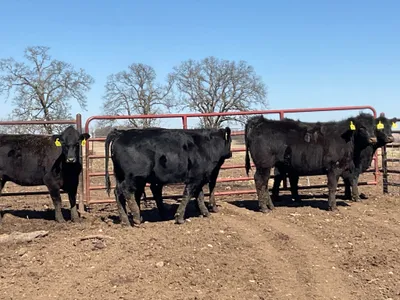 cattle listing photo