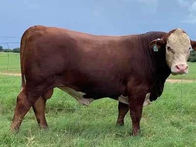 cattle listing photo