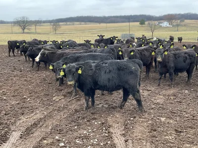 cattle listing photo