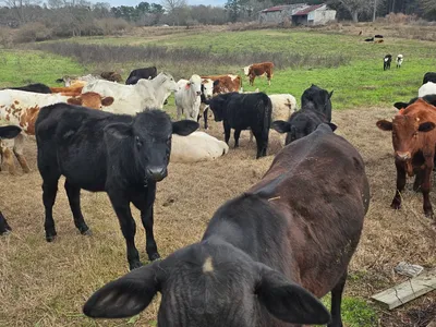 cattle listing photo