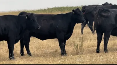 cattle listing photo