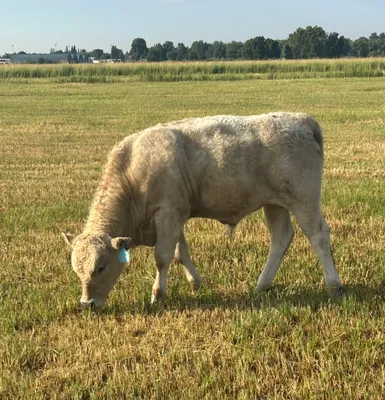 cattle listing photo