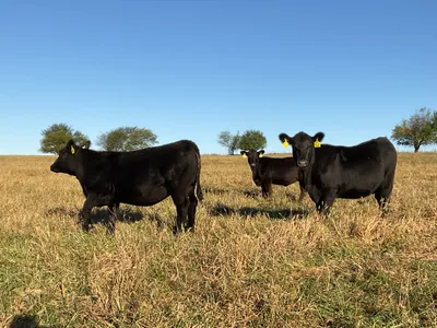 cattle listing photo