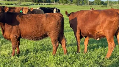 cattle listing photo
