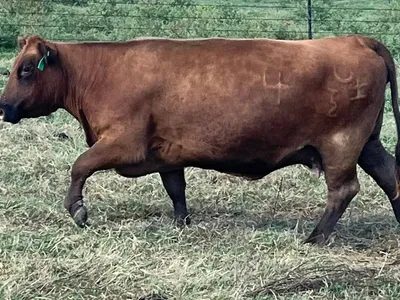 cattle listing photo