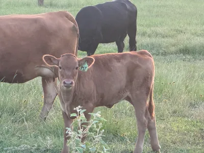 cattle listing photo