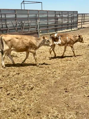 cattle listing photo