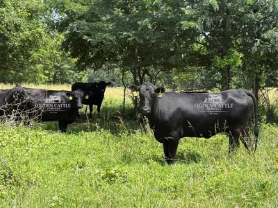 cattle listing photo