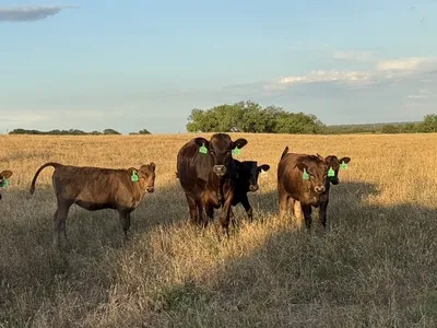 cattle listing photo
