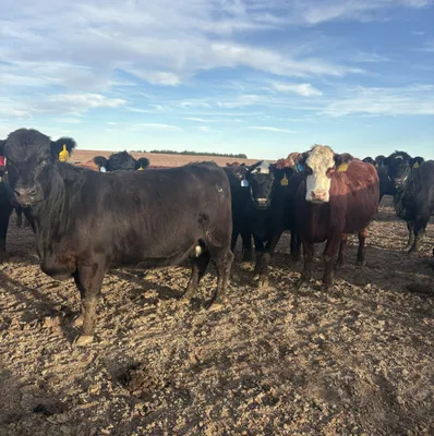 cattle listing photo
